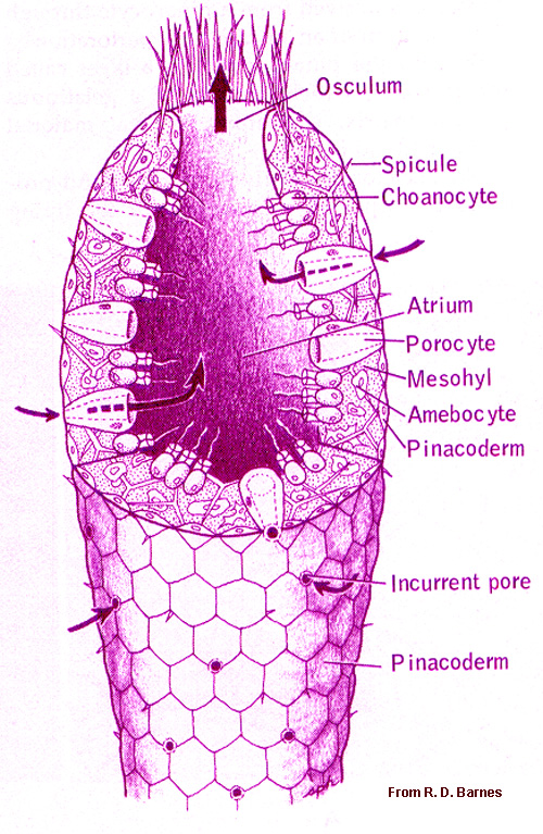 Porifera - Skeletal System