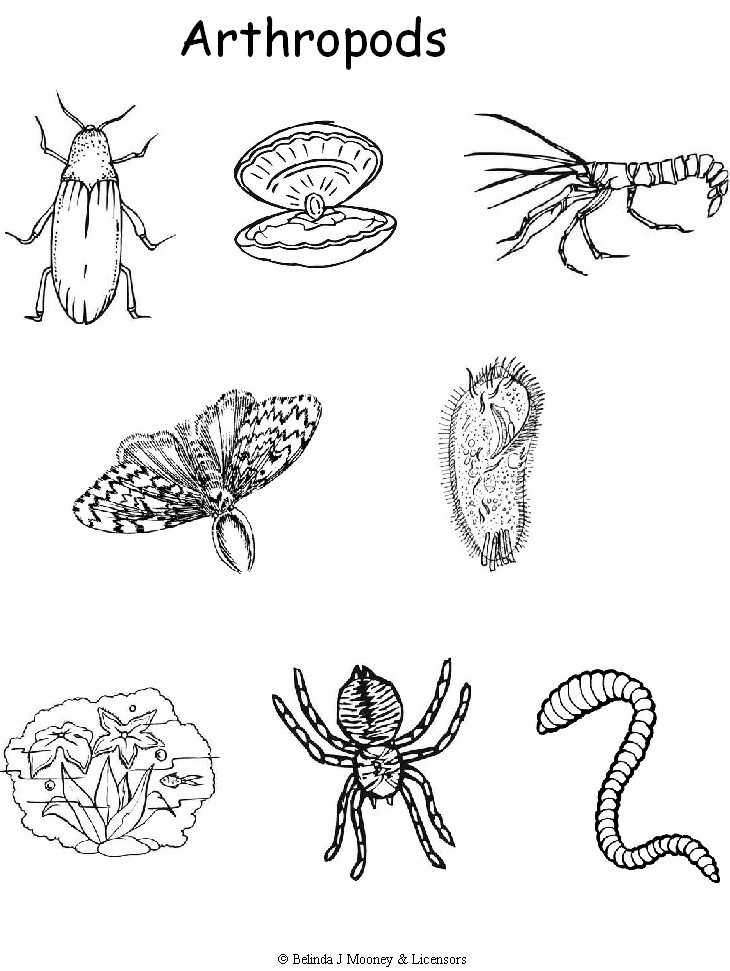 Arthropoda - Skeletal System