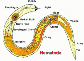 Nematoda - Skeletal System
