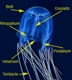Cnidaria - Skeletal System